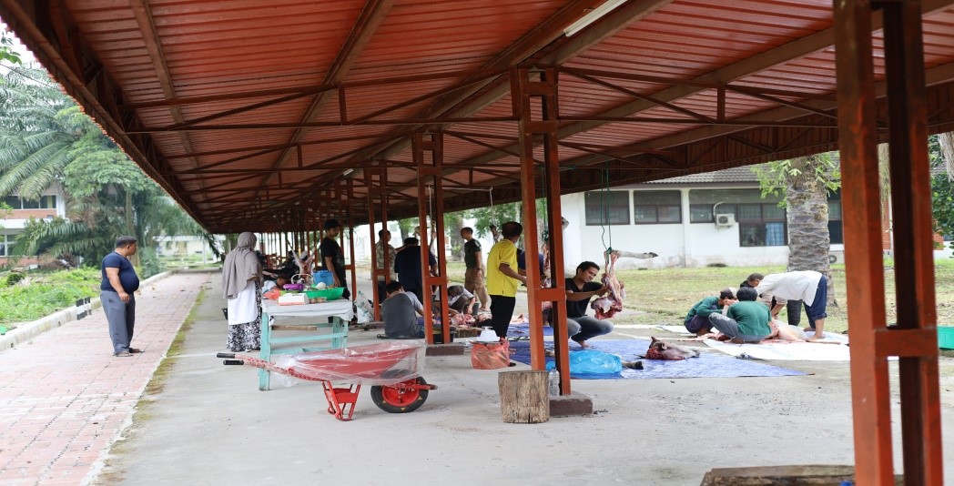 Pelaksanaan Penyembelihan Hewan Qurban Idul Adha 1443 H tahun 2022 di Fakultas Pertanian Universitas Sumatera Utara