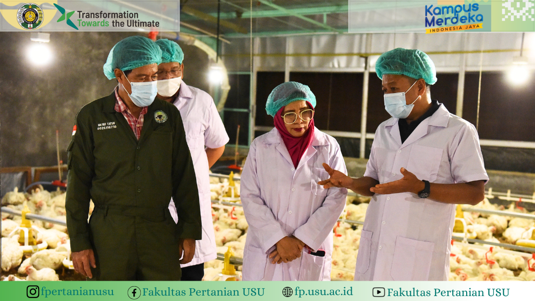 First Chicken Harvest At Teaching Farm Closed House, Faculty Of ...