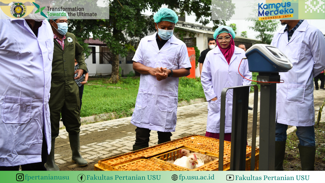 First Chicken Harvest At Teaching Farm Closed House, Faculty Of ...