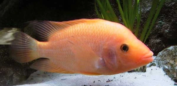 Dosen Fahutan USU Ingatkan Ancaman Ikan Red Devil terhadap Ekosistem Danau Toba